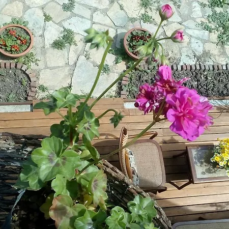 Guest house Pina *